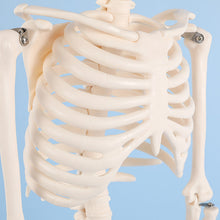 Load image into Gallery viewer, 85cm Human Skeleton Model Gym Yoga Display Teaching Mold
