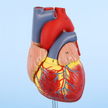 Load image into Gallery viewer, Medical prop model Anatomical human heart model teaching tool
