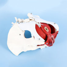 Load image into Gallery viewer, Human body model female pelvic lumbar pelvic floor muscle model two-stage lumbar postpartum recovery teaching aids
