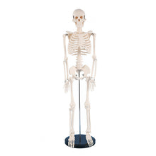 Load image into Gallery viewer, 85cm Human Skeleton Model Gym Yoga Display Teaching Mold
