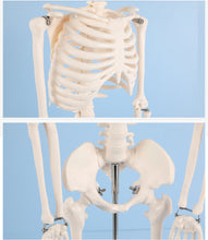 Load image into Gallery viewer, 85cm Human Skeleton Model Gym Yoga Display Teaching Mold

