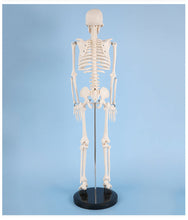 Load image into Gallery viewer, 85cm Human Skeleton Model Gym Yoga Display Teaching Mold
