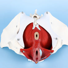 Load image into Gallery viewer, Human body model female pelvic lumbar pelvic floor muscle model two-stage lumbar postpartum recovery teaching aids
