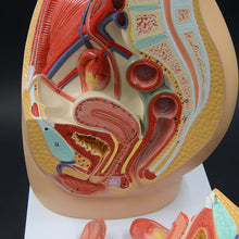 Load image into Gallery viewer, Female Transverse Anatomy Model Reproductive System Pelvic Floor Muscle Female Pelvic Cavity Uterus Bladder Gynecological Urinary System

