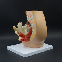 Load image into Gallery viewer, Female Transverse Anatomy Model Reproductive System Pelvic Floor Muscle Female Pelvic Cavity Uterus Bladder Gynecological Urinary System
