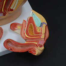 Load image into Gallery viewer, Female Transverse Anatomy Model Reproductive System Pelvic Floor Muscle Female Pelvic Cavity Uterus Bladder Gynecological Urinary System
