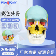 Load image into Gallery viewer, Female Transverse Anatomy Model Reproductive System Pelvic Floor Muscle Female Pelvic Cavity Uterus Bladder Gynecological Urinary System
