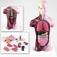 Load image into Gallery viewer, 28cm Human Torso Body Model Anatomy Anatomical Heart Brain Skeleton Medical Internal Organs Teaching Learning Supplies
