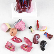 Load image into Gallery viewer, 28cm Human Torso Body Model Anatomy Anatomical Heart Brain Skeleton Medical Internal Organs Teaching Learning Supplies
