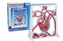 Load image into Gallery viewer, Human heart educational toys Blood circulation model Heart working principle model Teaching aids
