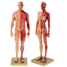 Load image into Gallery viewer, 30cm Resin Human Anatomy Muscle Skeleton Model Dropshipping
