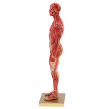 Load image into Gallery viewer, 30cm Resin Human Anatomy Muscle Skeleton Model Dropshipping
