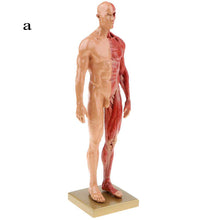 Load image into Gallery viewer, 30cm Resin Human Anatomy Muscle Skeleton Model Dropshipping
