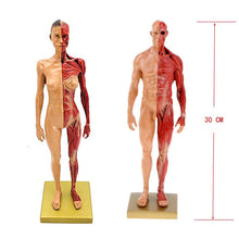 Load image into Gallery viewer, 30cm Resin Human Anatomy Muscle Skeleton Model Dropshipping
