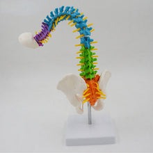 Load image into Gallery viewer, 45cm Flexible Colored Spine Model Medical Teaching Tool Skeleton Anatomy Pelvis Bone Skeleton System Anatomical Model
