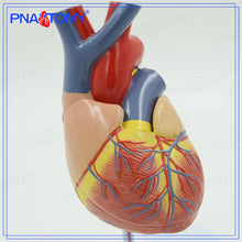 Load image into Gallery viewer, KX-A401 Heart Model 4-Stage Vascular Artery Pathological Stage Cardiac Anatomy Cardiovascular Education Mold
