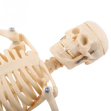 Load image into Gallery viewer, 45CM Anatomical Anatomy Human Skeleton Model Medical Learn Aid Anatomy human skeletal model
