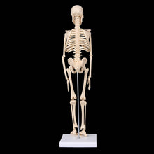 Load image into Gallery viewer, 45CM Anatomical Anatomy Human Skeleton Model Medical Learn Aid Anatomy human skeletal model
