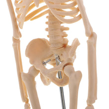 Load image into Gallery viewer, 45CM Anatomical Anatomy Human Skeleton Model Medical Learn Aid Anatomy human skeletal model
