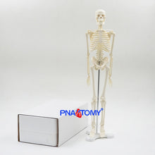 Load image into Gallery viewer, 45CM Human Skeleton Model Flexible Arms and Legs Spine Anatomy Educational Tool Medical Teaching Art School Used Detachable
