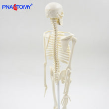 Load image into Gallery viewer, 45CM Human Skeleton Model Flexible Arms and Legs Spine Anatomy Educational Tool Medical Teaching Art School Used Detachable
