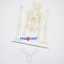 Load image into Gallery viewer, 45CM Human Skeleton Model Flexible Arms and Legs Spine Anatomy Educational Tool Medical Teaching Art School Used Detachable
