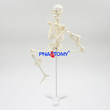Load image into Gallery viewer, 45CM Human Skeleton Model Flexible Arms and Legs Spine Anatomy Educational Tool Medical Teaching Art School Used Detachable
