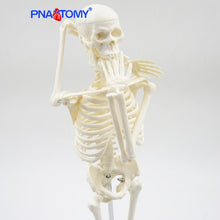 Load image into Gallery viewer, 45CM Human Skeleton Model Flexible Arms and Legs Spine Anatomy Educational Tool Medical Teaching Art School Used Detachable
