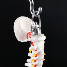 Load image into Gallery viewer, 45cm Flexible Human Spinal Column Vertebral Lumbar Curve Anatomical Model Anatomy Spine Medical Teaching Tool
