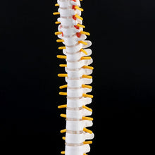 Load image into Gallery viewer, 45cm Flexible Human Spinal Column Vertebral Lumbar Curve Anatomical Model Anatomy Spine Medical Teaching Tool
