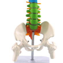 Load image into Gallery viewer, 45cm Human Spine with Pelvic Anatomy Model Medical Science Teaching Resources Dropshipping
