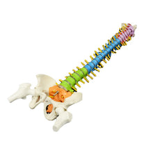Load image into Gallery viewer, 45cm Color Human Spine Spine Pelvic Bone Cervical Bone Model Massage Bone Setting Pain Department Orthopedic Teaching Mold
