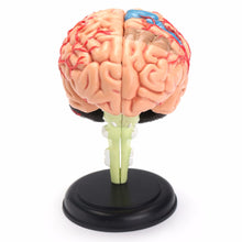 Load image into Gallery viewer, "4D Anatomical Human, Brain Model Anatomy Medical Teaching Tool Toy Statues Sculptures Medical School Use 7.2*6*10cm "
