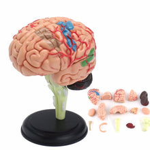 Load image into Gallery viewer, "4D Anatomical Human, Brain Model Anatomy Medical Teaching Tool Toy Statues Sculptures Medical School Use 7.2*6*10cm "
