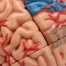 Load image into Gallery viewer, "4D Anatomical Human, Brain Model Anatomy Medical Teaching Tool Toy Statues Sculptures Medical School Use 7.2*6*10cm "
