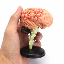 Load image into Gallery viewer, "4D Anatomical Human, Brain Model Anatomy Medical Teaching Tool Toy Statues Sculptures Medical School Use 7.2*6*10cm "
