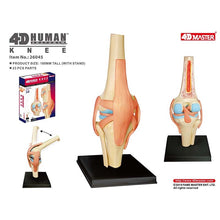 Load image into Gallery viewer, 4D Anatomical Model of Human Knee Joint Organs  Medical Teaching Puzzle Assembling Toys  DIY Science Popularization
