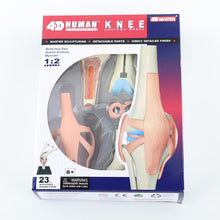Load image into Gallery viewer, 4D Anatomical Model of Human Knee Joint Organs  Medical Teaching Puzzle Assembling Toys  DIY Science Popularization
