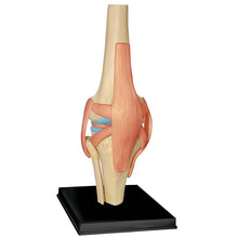 Load image into Gallery viewer, 4D Anatomical Model of Human Knee Joint Organs  Medical Teaching Puzzle Assembling Toys  DIY Science Popularization
