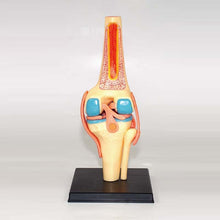 Load image into Gallery viewer, 4D Anatomical Model of Human Knee Joint Organs  Medical Teaching Puzzle Assembling Toys  DIY Science Popularization
