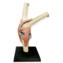 Load image into Gallery viewer, 4D Anatomical Model of Human Knee Joint Organs  Medical Teaching Puzzle Assembling Toys  DIY Science Popularization
