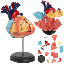 Load image into Gallery viewer, 4D Human heart educational toys  assembled model medical School Educational model teaching tools
