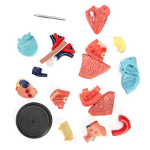 Load image into Gallery viewer, 4D Human heart educational toys  assembled model medical School Educational model teaching tools

