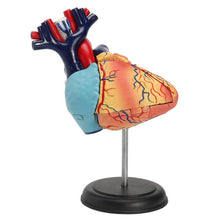 Load image into Gallery viewer, 4D Human heart educational toys  assembled model medical School Educational model teaching tools
