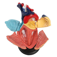 Load image into Gallery viewer, 4D Human heart educational toys  assembled model medical School Educational model teaching tools
