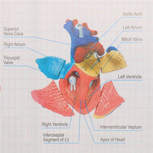 Load image into Gallery viewer, 4D Human heart educational toys  assembled model medical School Educational model teaching tools
