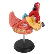 Load image into Gallery viewer, 4D Human heart educational toys  assembled model medical School Educational model teaching tools
