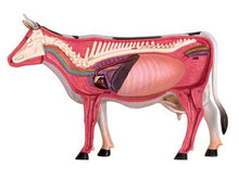 Load image into Gallery viewer, 4D MASTER Animal Puzzle Cow Toys veterinary Anatomical Models Detachable DIY Children Gifts Educational Tool School Used 26100
