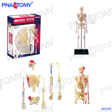 Load image into Gallery viewer, 4D MASTER HUMAN ANATOMICAL MODELS DIY TOYS BODY ANATOMY EDUCATIONAL TOOL BRAIN HEART SKELETON EAR TORSO HAND NOSE KNEE JOINT EYE
