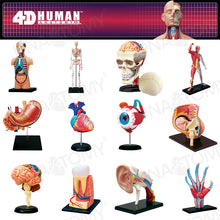 Load image into Gallery viewer, 4D MASTER HUMAN ANATOMICAL MODELS DIY TOYS BODY ANATOMY EDUCATIONAL TOOL BRAIN HEART SKELETON EAR TORSO HAND NOSE KNEE JOINT EYE
